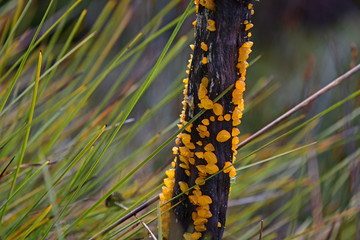 Orange fungi in Cradle Mountains Tasmania