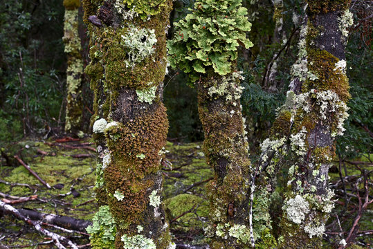Rainforest in Crandle Mountain Tasmania
