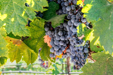 Red Cabernet Grapes on vine ready to harvest in Napa Valley