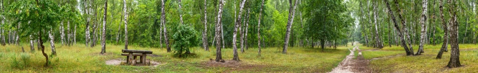 Birch grove with a road and bench on sunny summer day, huge panorama - obrazy, fototapety, plakaty