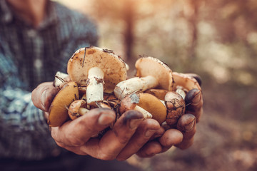 Man holds an handful of oily mushrooms