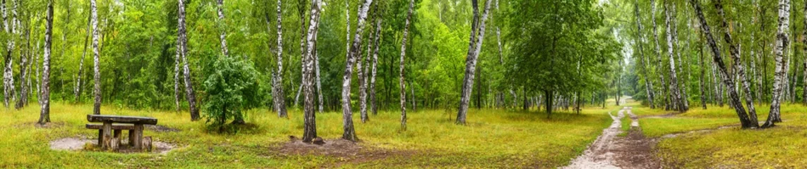  Birch grove with a road and bench on sunny summer day, huge panorama © rustamank