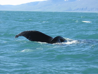 Ballenas (whales) en Húsavik