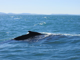 Fototapeta premium Ballenas (whales) en Húsavik