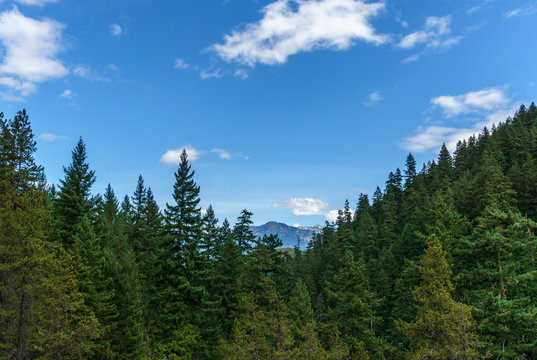 Fototapeta Mountain far away through the forest with blue sky and white clouds summer landscape.