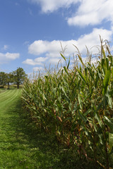 Corn Field with Pretty Sky in Late Summer