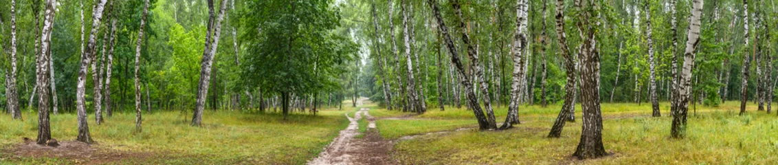 Fotobehang Birch grove with a road on sunny summer day, huge panorama © rustamank