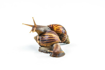 snails on white background  ,Can convey the love of young people or competition