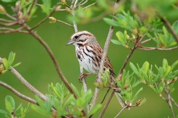 Song Sparrow Perched in Tree