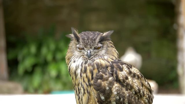 Eagle Owl At Dunrobin Castle, Scotland - Native Version