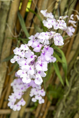 Beautiful orchids in the garden.