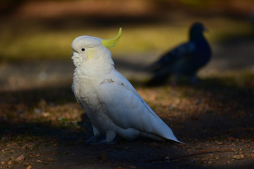 cockatoo