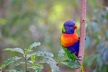 rainbow lorikeet