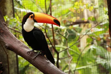 Printed roller blinds Toucan toucan 