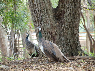Peacocks in the city.