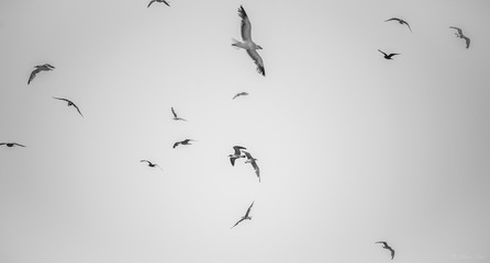 Bird Dance