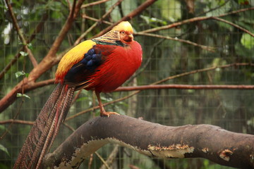 Bird at the forest