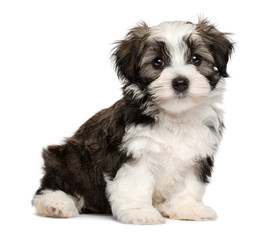 Cute sitting silver sable havanese puppy dog