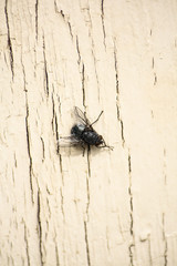 nasty fly