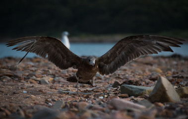 Insanely photogenic gulls on the stony shore of the Japanese Sea