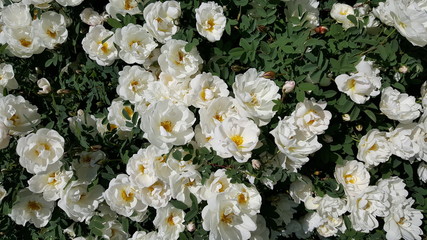 Bush White BRIER,a white shiolshoy bush of a dogrose, white flowers