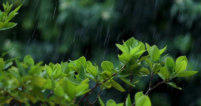 Close up green fresh leave branch under tropical rain water drop falling in the garden , nature rainy ambient sound included , 4K Dci resolution