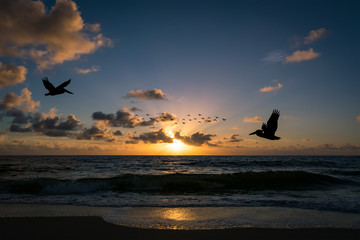 silhouettes of pelicans and birds flying over the ocean on a warm summer morning just after sunrise