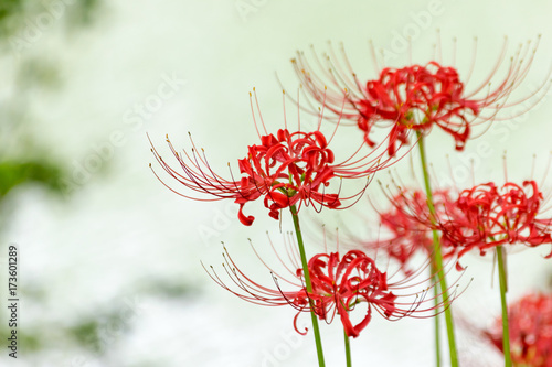 薄緑色の背景の赤い彼岸花 Poster Beauty Beauty Posters Photopic 薄緑色の背景の赤い彼岸花 Poster Beauty Beauty Posters Photopic