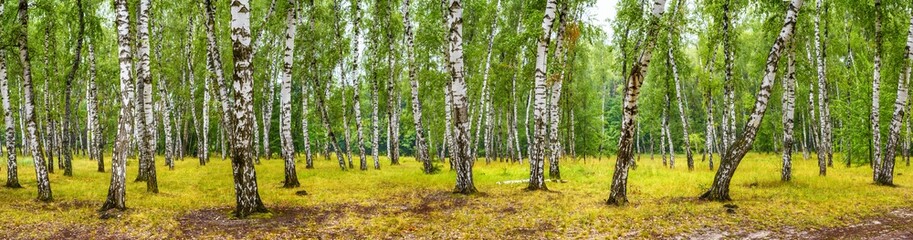 Birch grove on a sunny summer day, landscape banner, huge panorama - obrazy, fototapety, plakaty