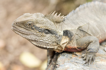 water dragon lizard lhs