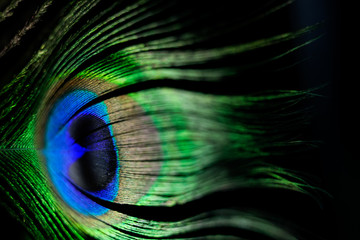 Naklejka premium Peacock Feather