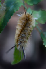 Hairy Caterpillar