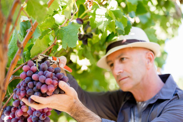 Man standing in vineyard