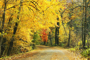 Autumn forest nature background. Fall landscape with a road in a forest with bright yellow trees....