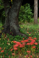 木と彼岸花