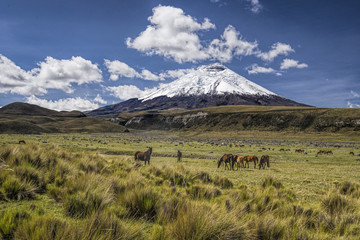 Cotopaxi volcano and wild horses