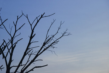 Tree In Silhouette