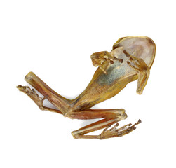 Dried frog isolated on white background.