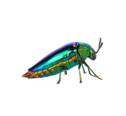 Jewel beetle, Metallic wood-boring beetle on white background