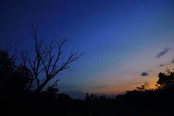 Silhouette Of The Tree Branch Over Blue Sky