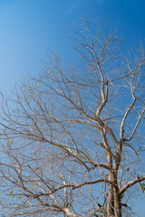 Fototapeta na wymiar Tree branches without leaf.