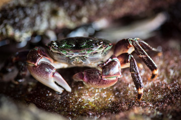 Crab #2