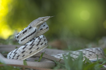 Closeup snake (Ahaetulla prasina) 