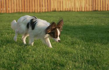 Beautiful young male dog Continental Toy Spaniel Papillon on green lawn