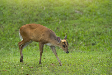 Barking deer, Muntja in nature