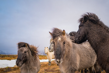 Cute Icelandic horses. The Icelandic horse is a breed of horse developed in Iceland.