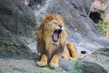 Lion (Panthera leo)