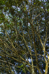 Sun Flare Behind Tree Branch