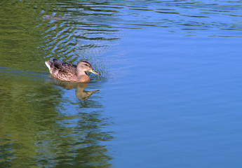 duck on blue water wildlife bird on lake wave reflections