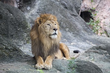 Lion (Panthera leo)